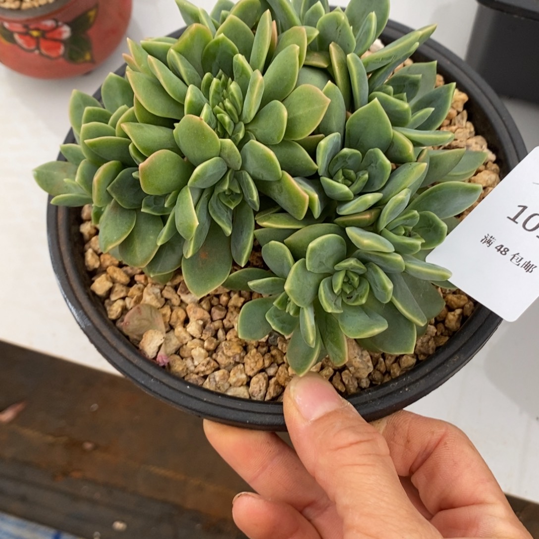 翠鸟缀化多肉多肉018