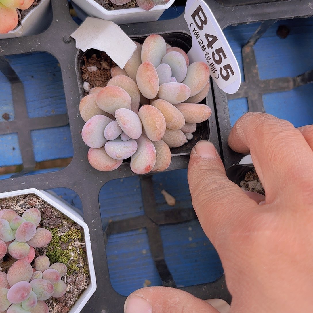 B455粉兔一物一拍