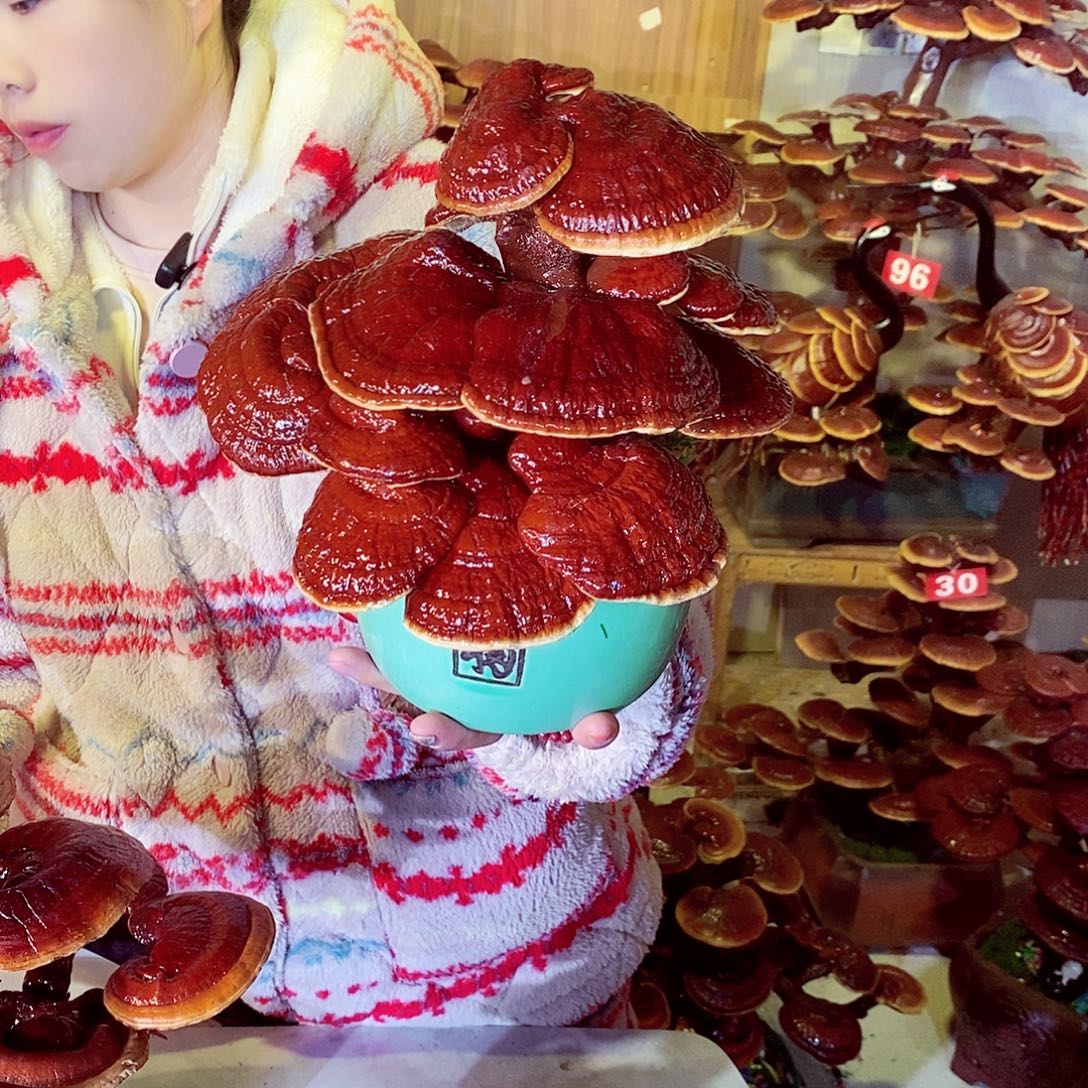 元****无花朵发财树发财树发财树