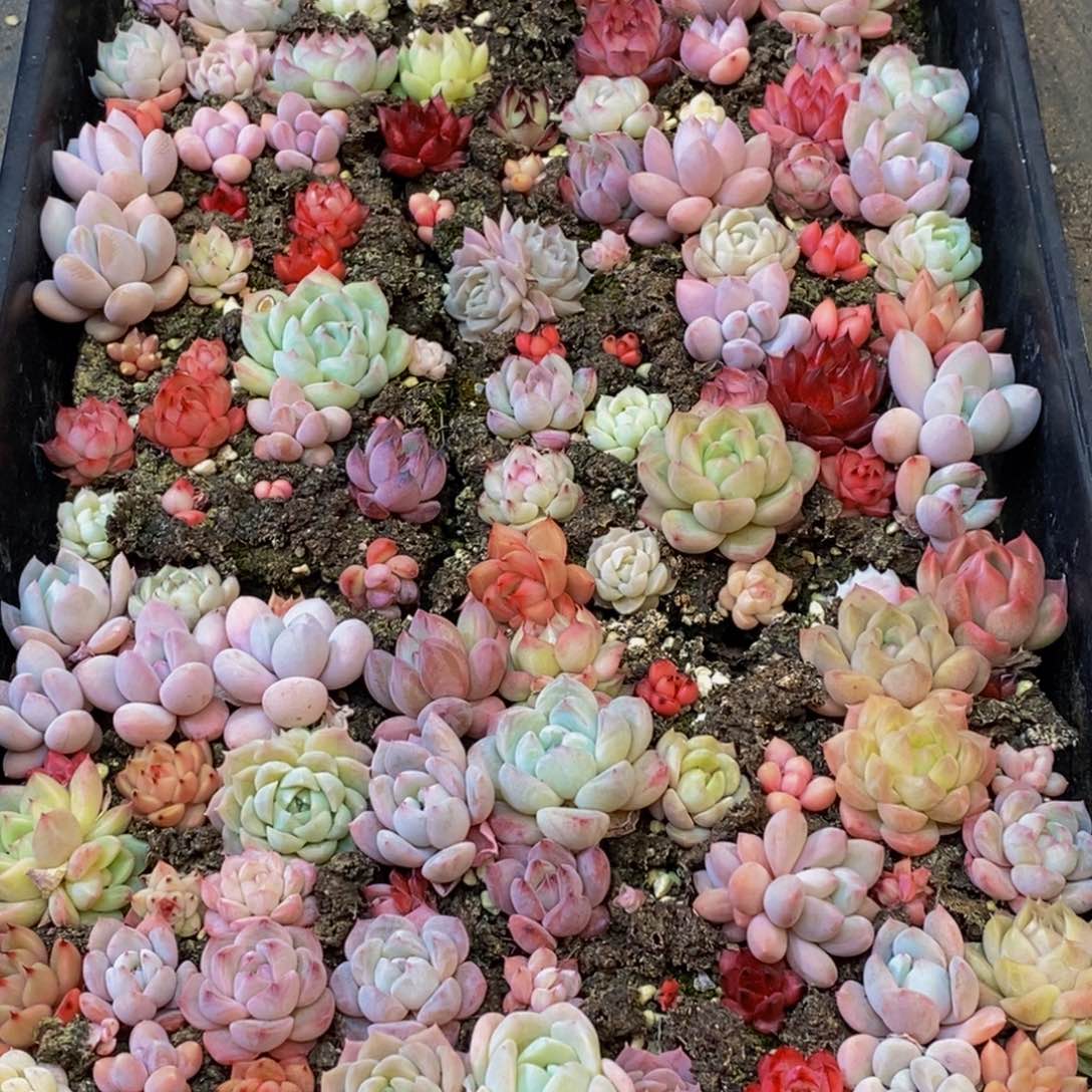 417多肉植物保护研究所