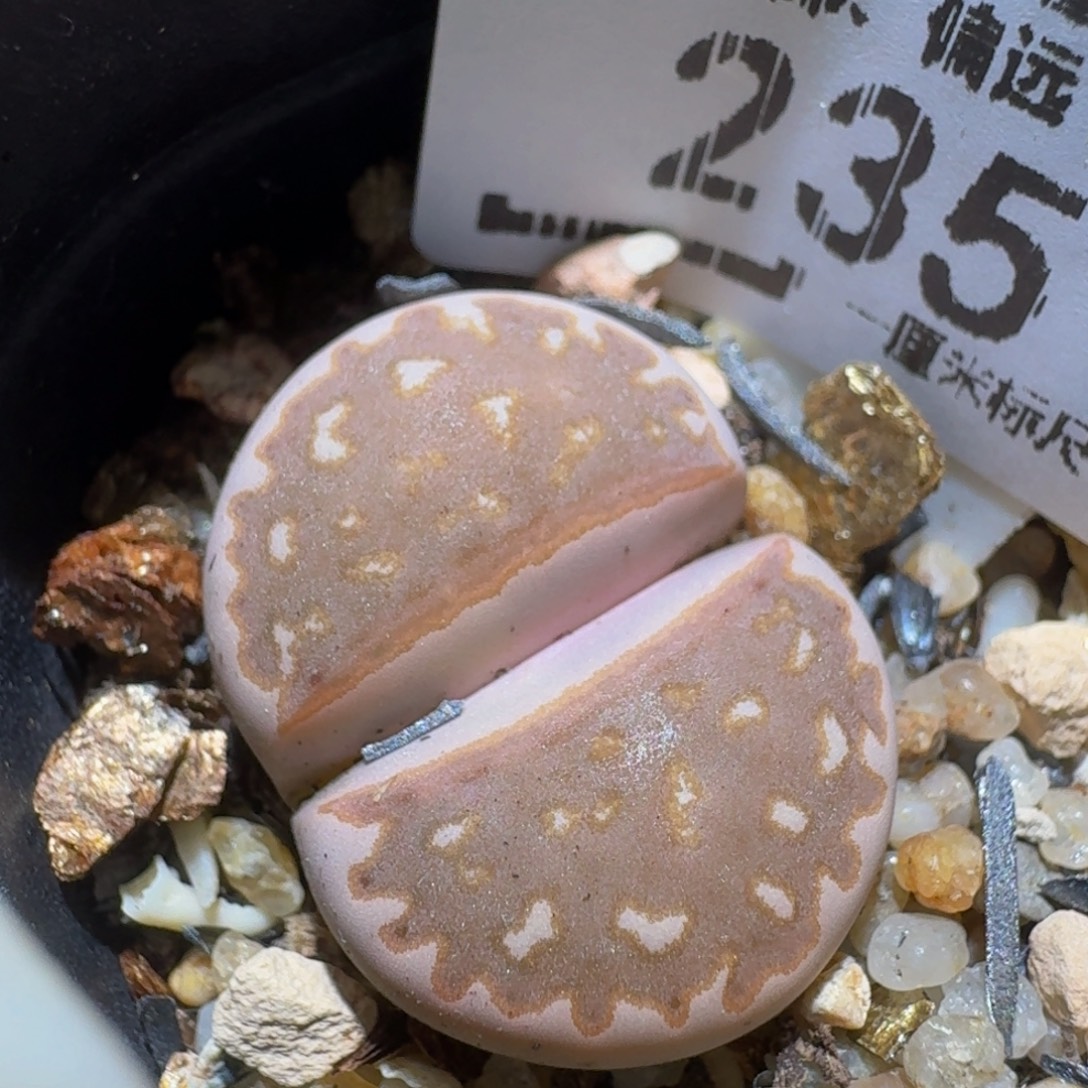 Zzzzzz生石花肉锥235