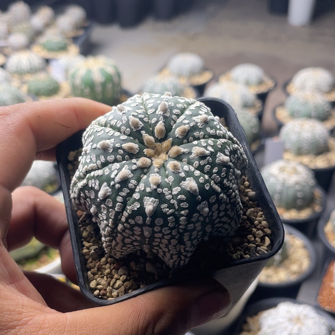 一物一拍泰系生生101