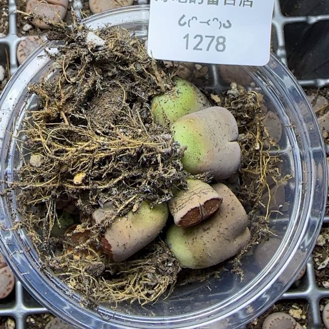 豆***.1278。默认脱土。18包邮。偏远88包邮