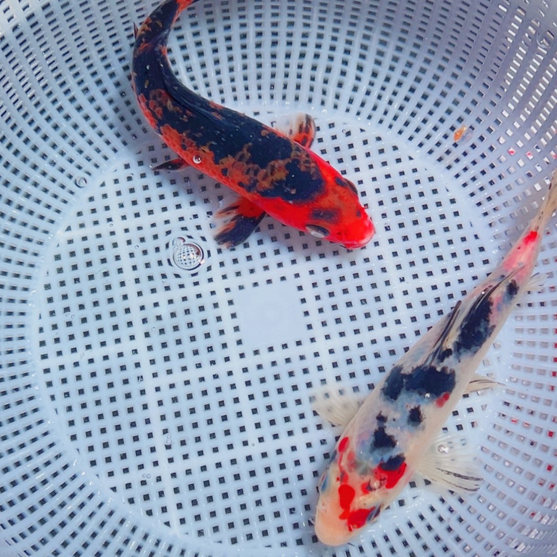 锦鲤锦鲤观赏鱼1111