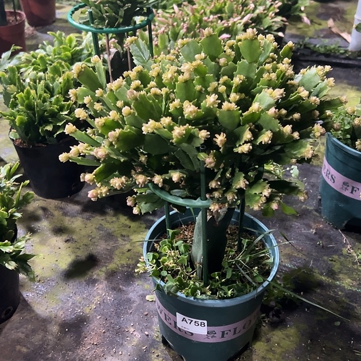 德***琴完全开放758嫁接028