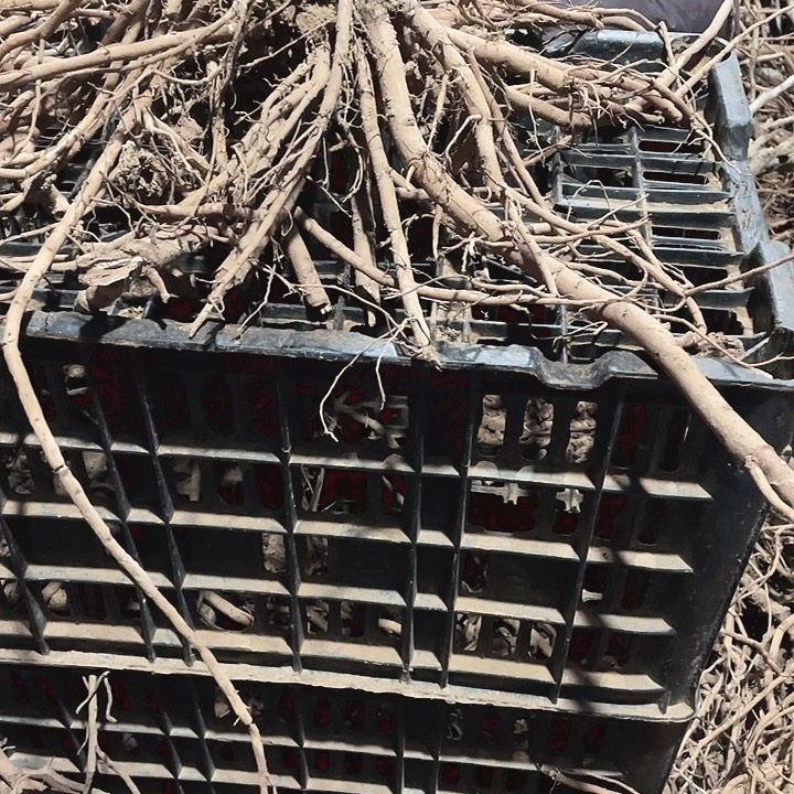 完全开放牡丹花开