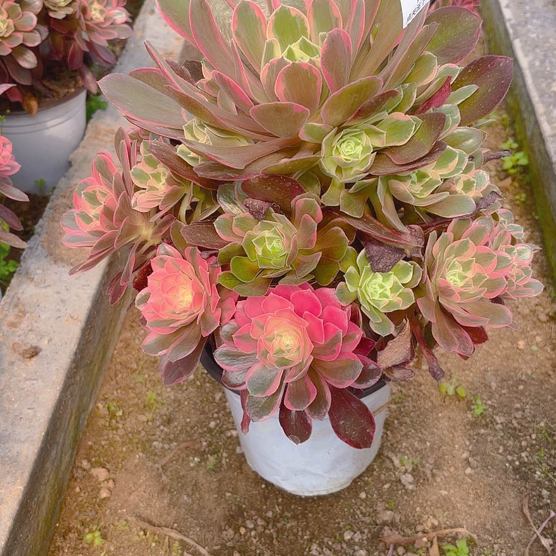 女妖多肉植物五号376