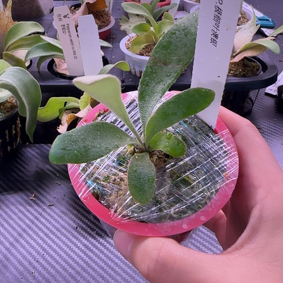 极细叶澳银鹿角蕨