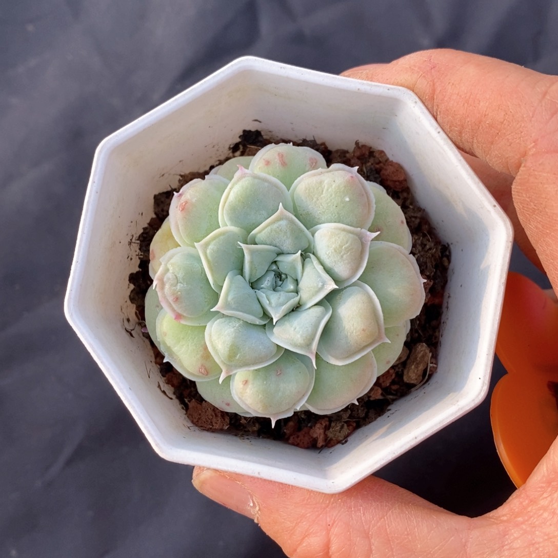 精品多肉一物一拍不包整68