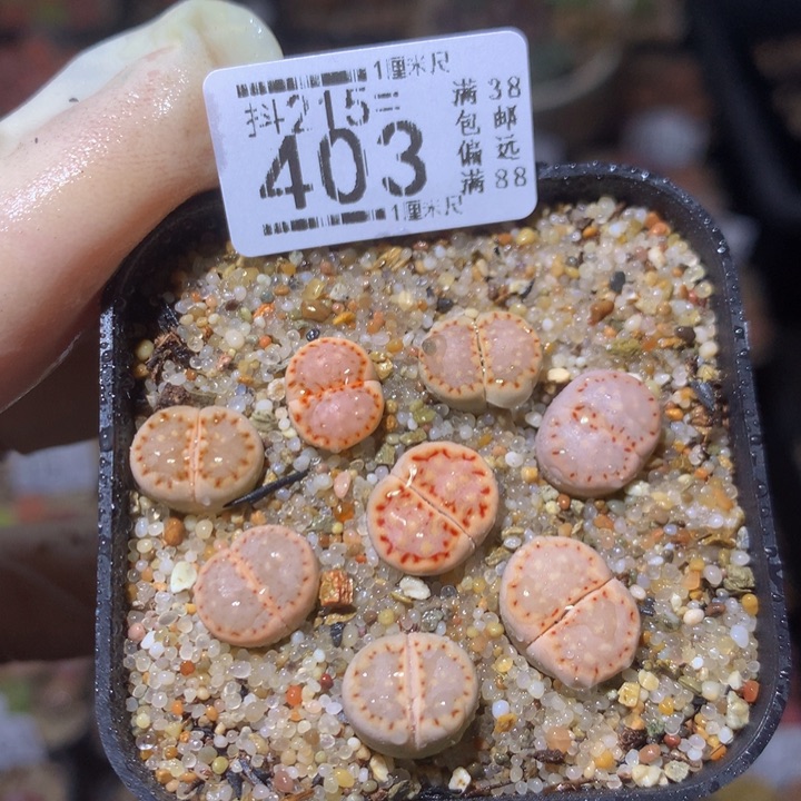 精品生石花215.403