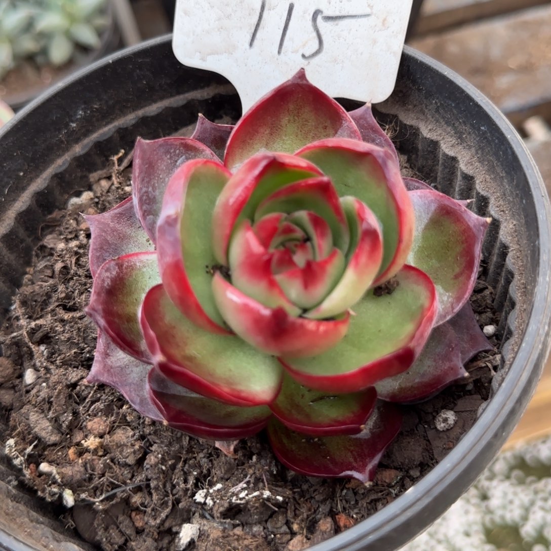 黑红惊鸿一物一拍包装收缩花旱115