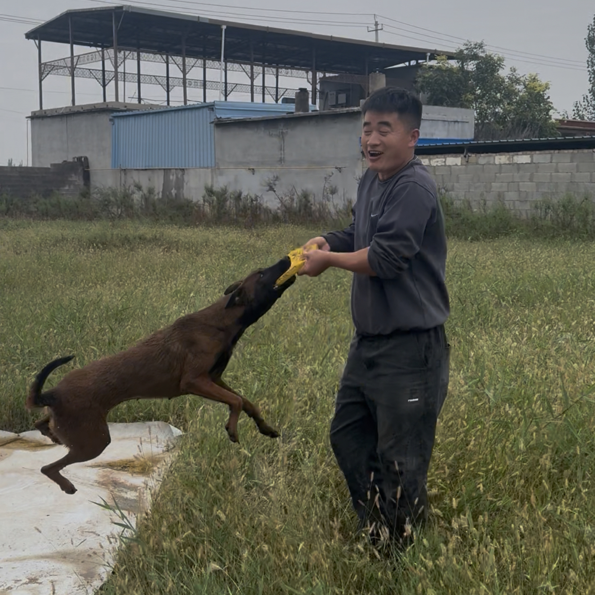 【坤哥精选】一年半鳄鱼嘴科目马犬母一物一拍