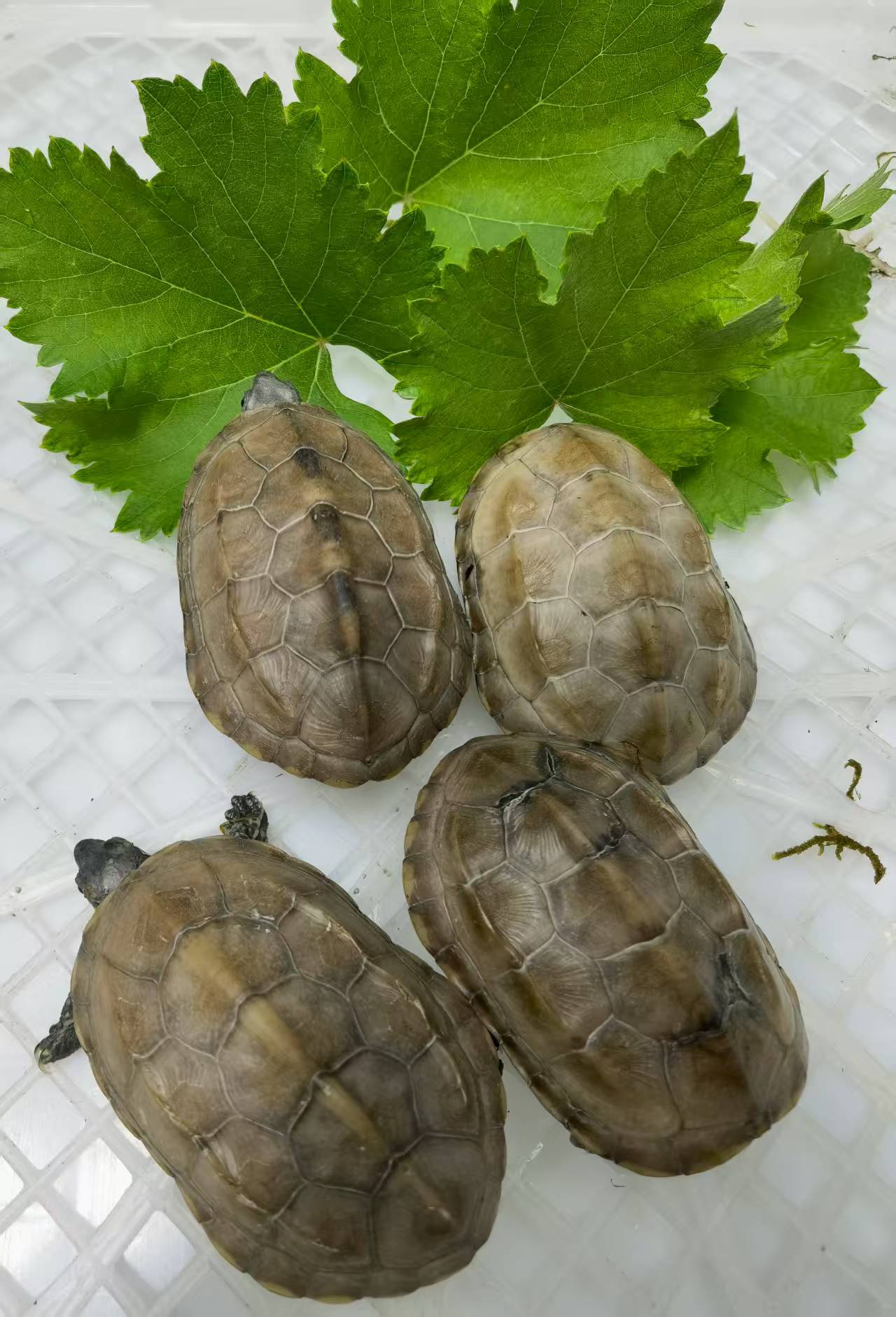 中华草龟小乌龟宠物直播链接  凭开箱视频售后