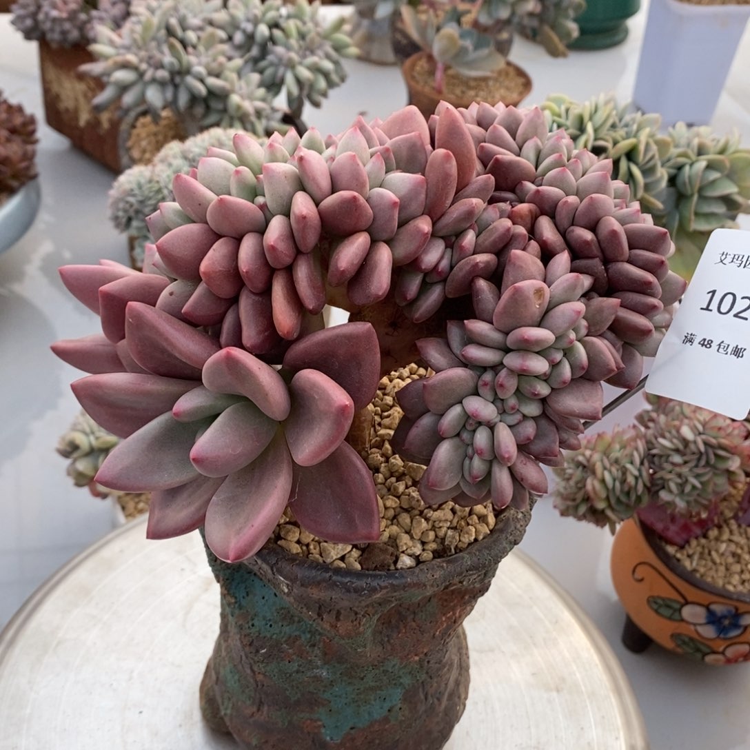 桃花源缀化多肉多肉027