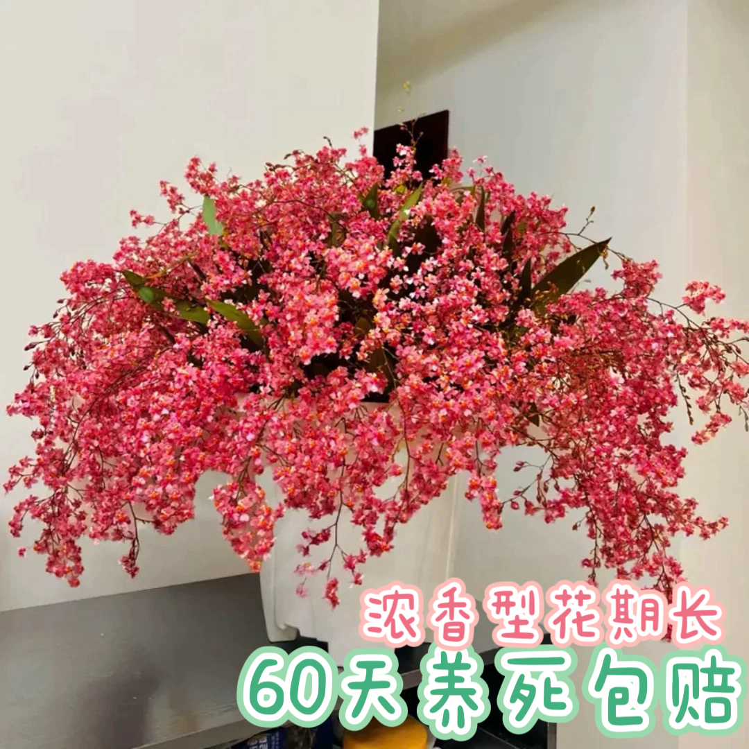 满堂红梦香兰带花苞浓香花期长室内阳台客厅好养名贵花卉盆栽