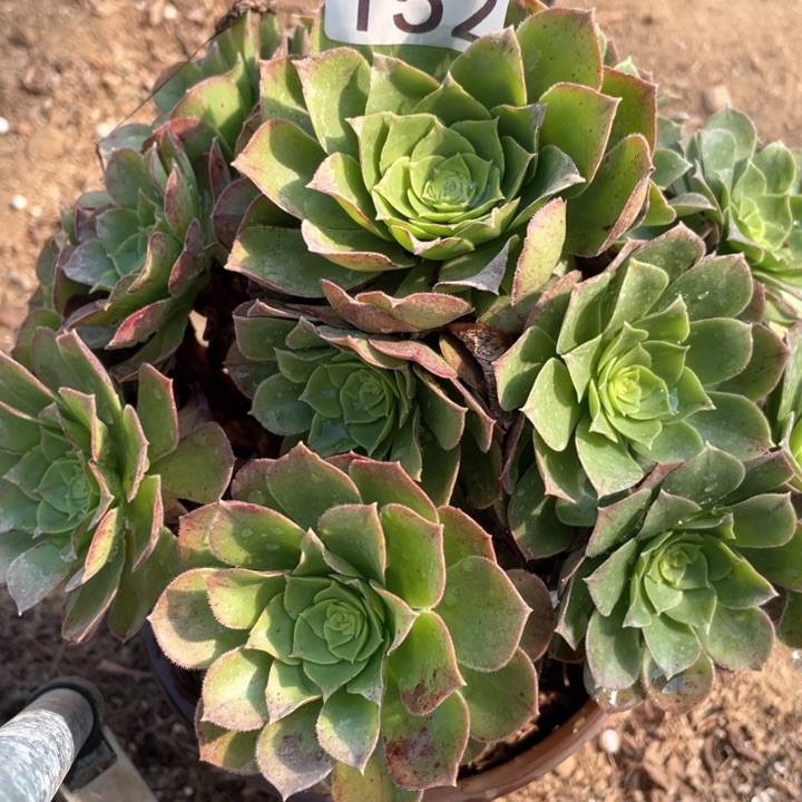 152多肉植物万圣夜