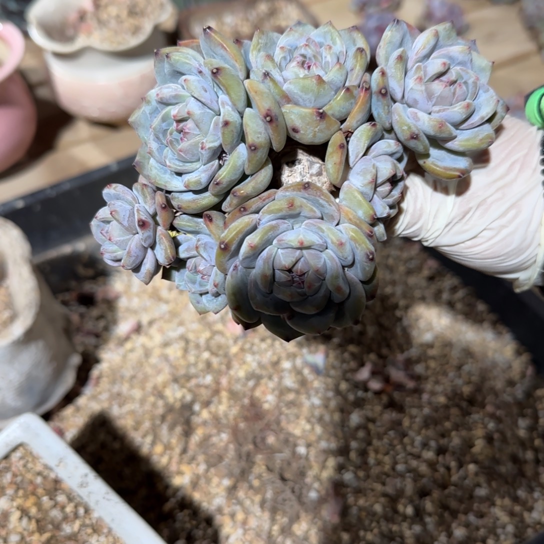 突尼斯星影有砍发货多肉