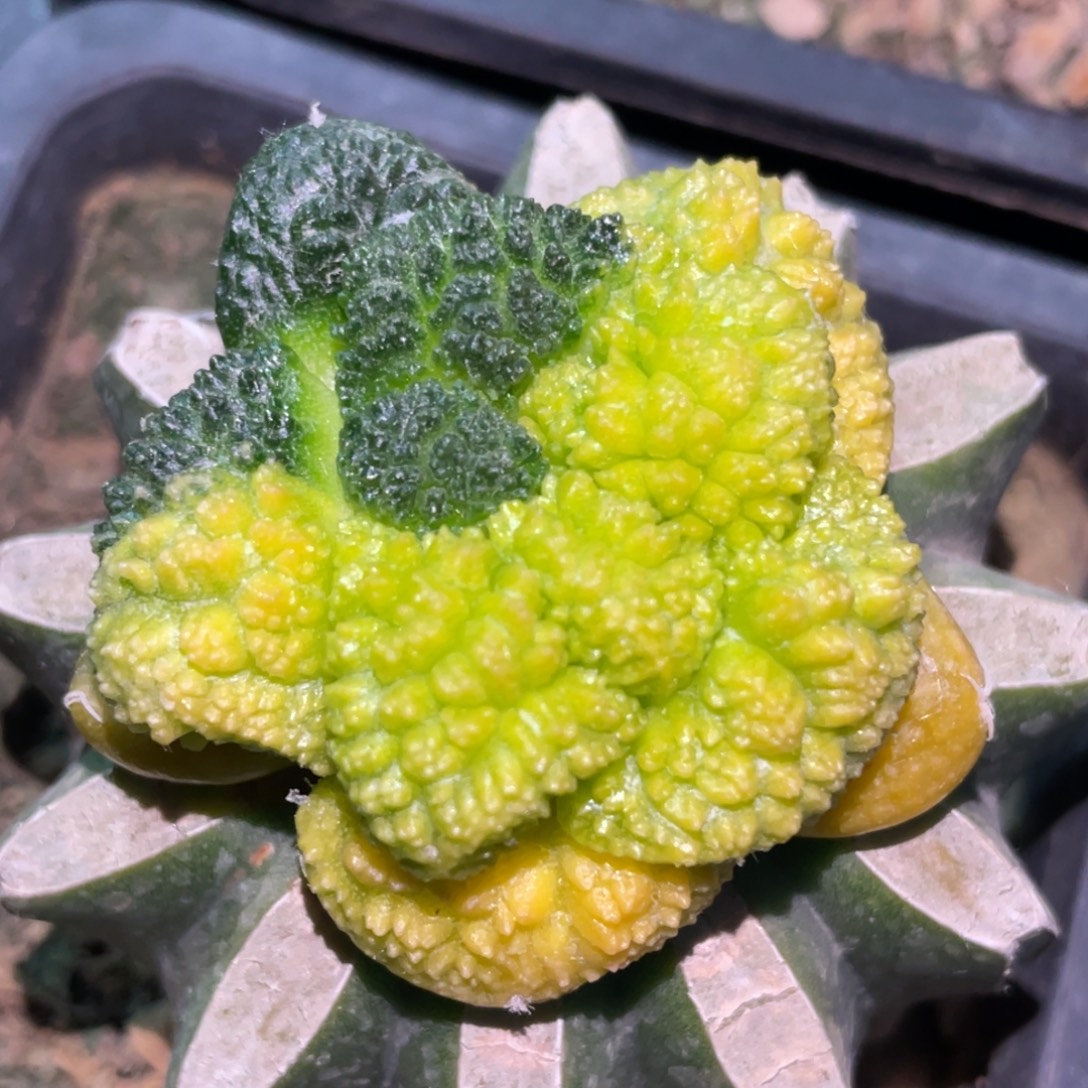 全部花朵阴阳丸犹锦759