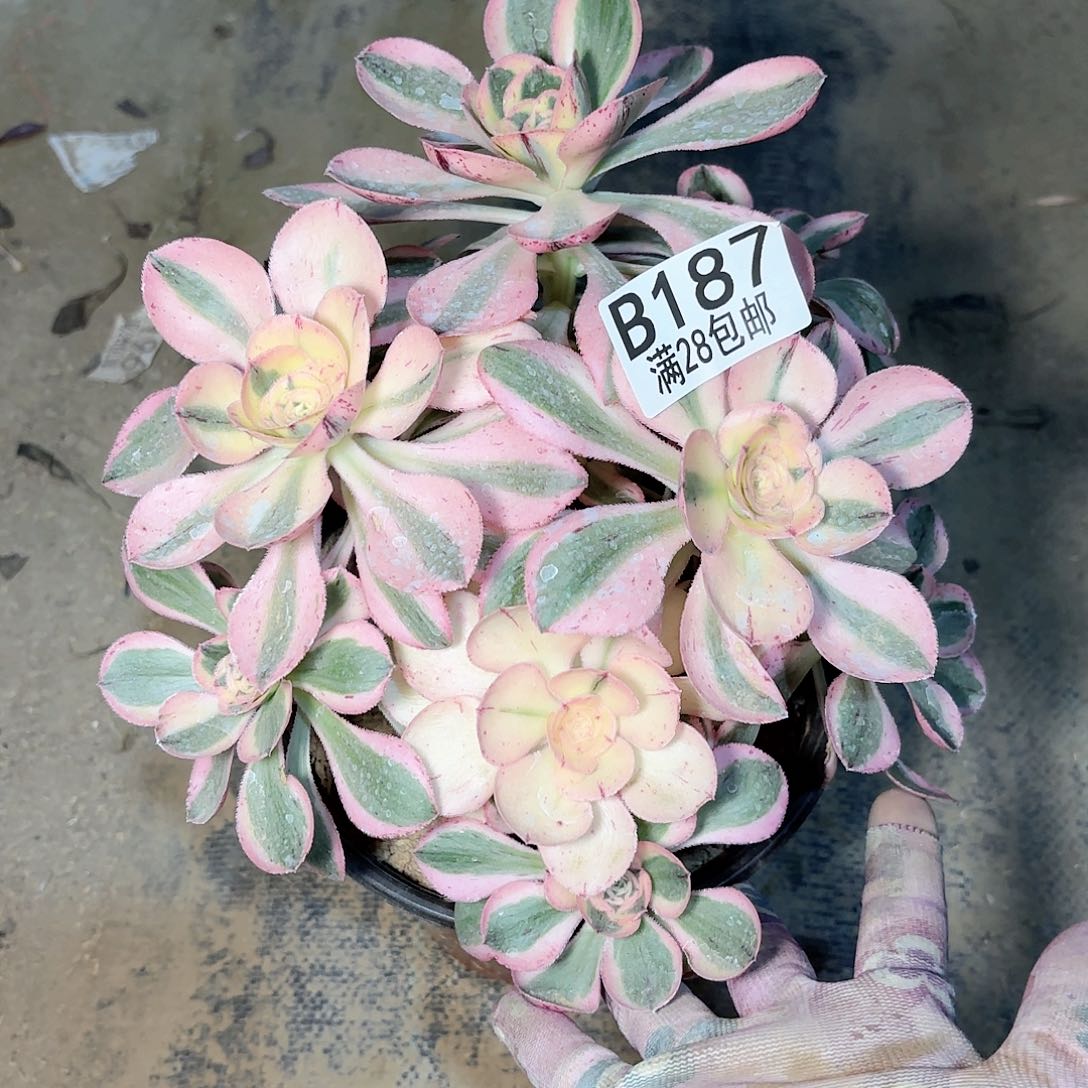 G. 187燕姿多肉1111