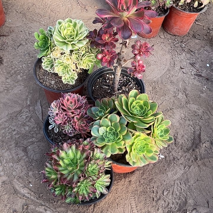 186多肉植物组合，