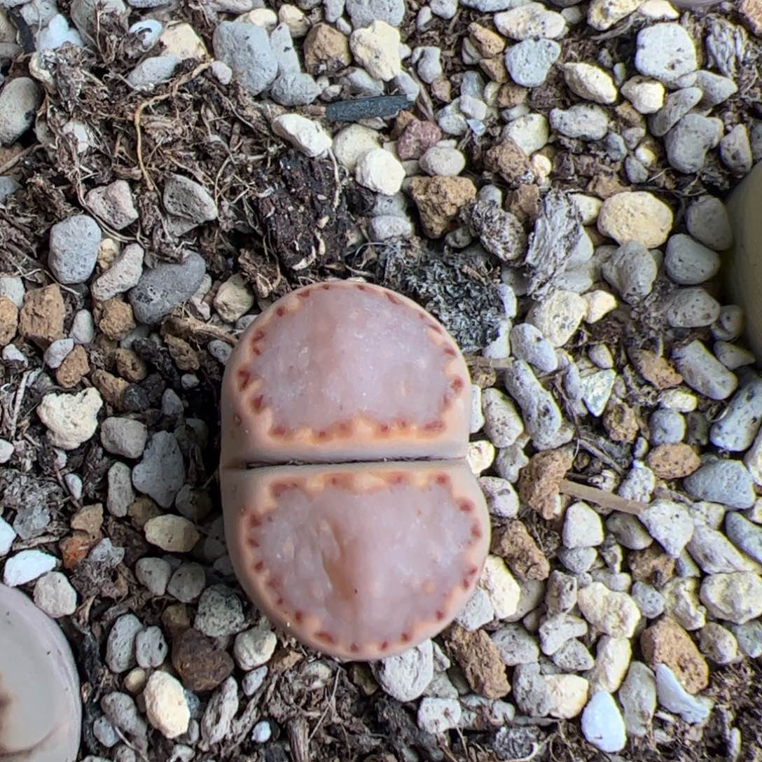 0370号饼干 多肉植物