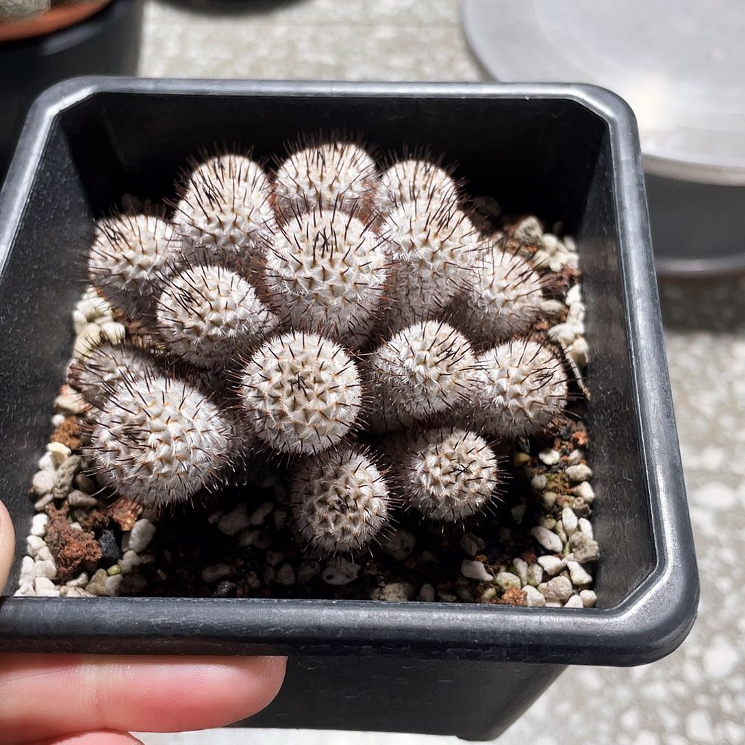 小***?666666666666666