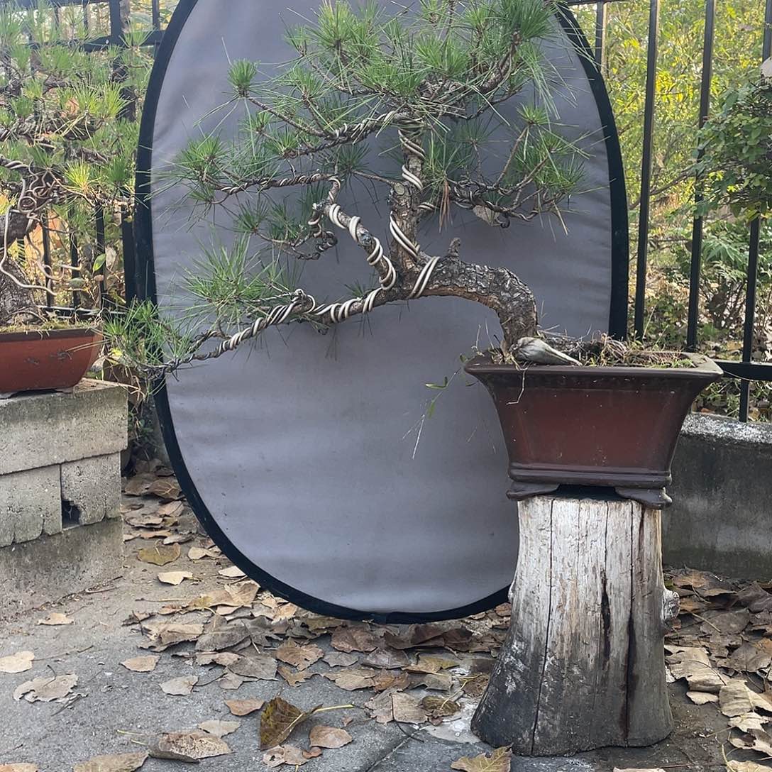 无花朵黑松盆景艺术设计