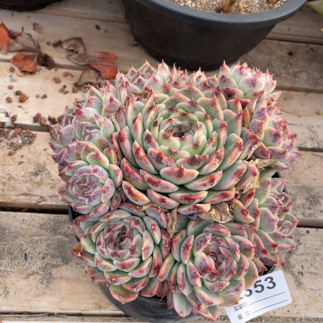 无花朵若如东云单拍E353