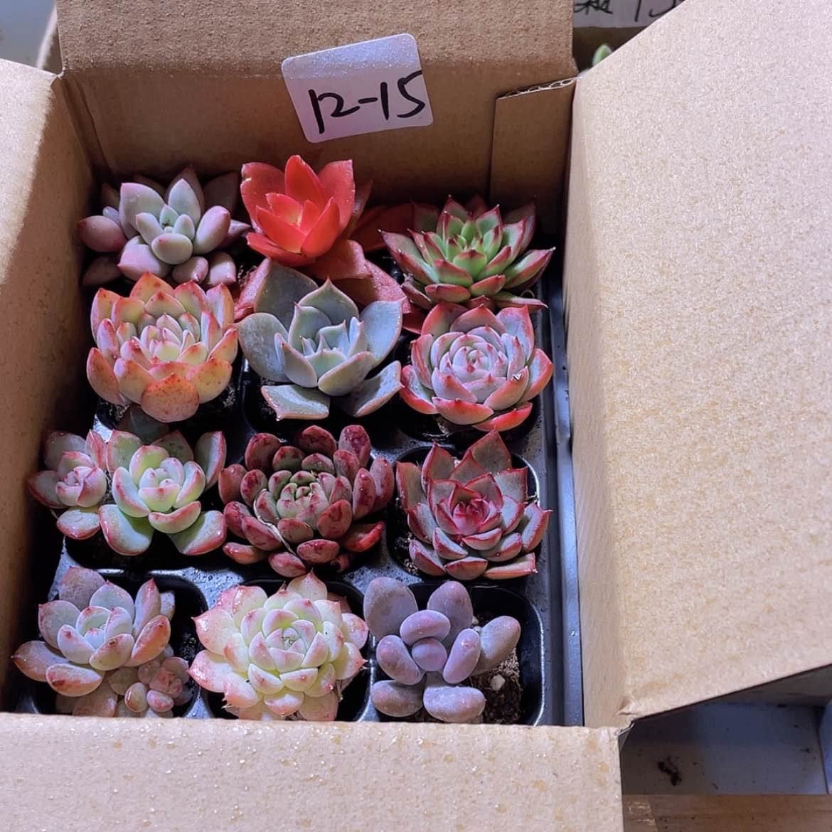 【闪购商品】12颗-15