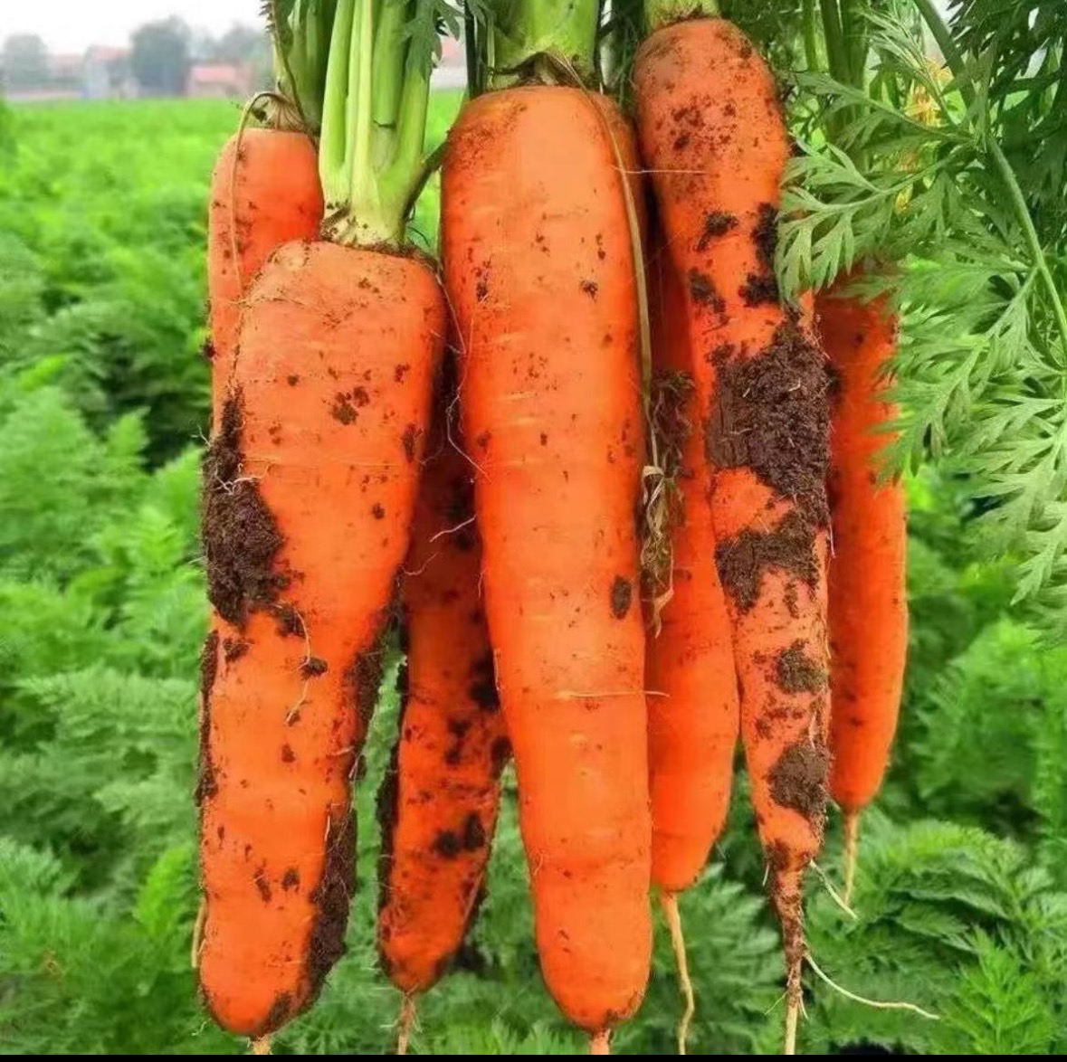 黑田五寸红胡萝卜甜脆胡萝卜四季种植阳台小院