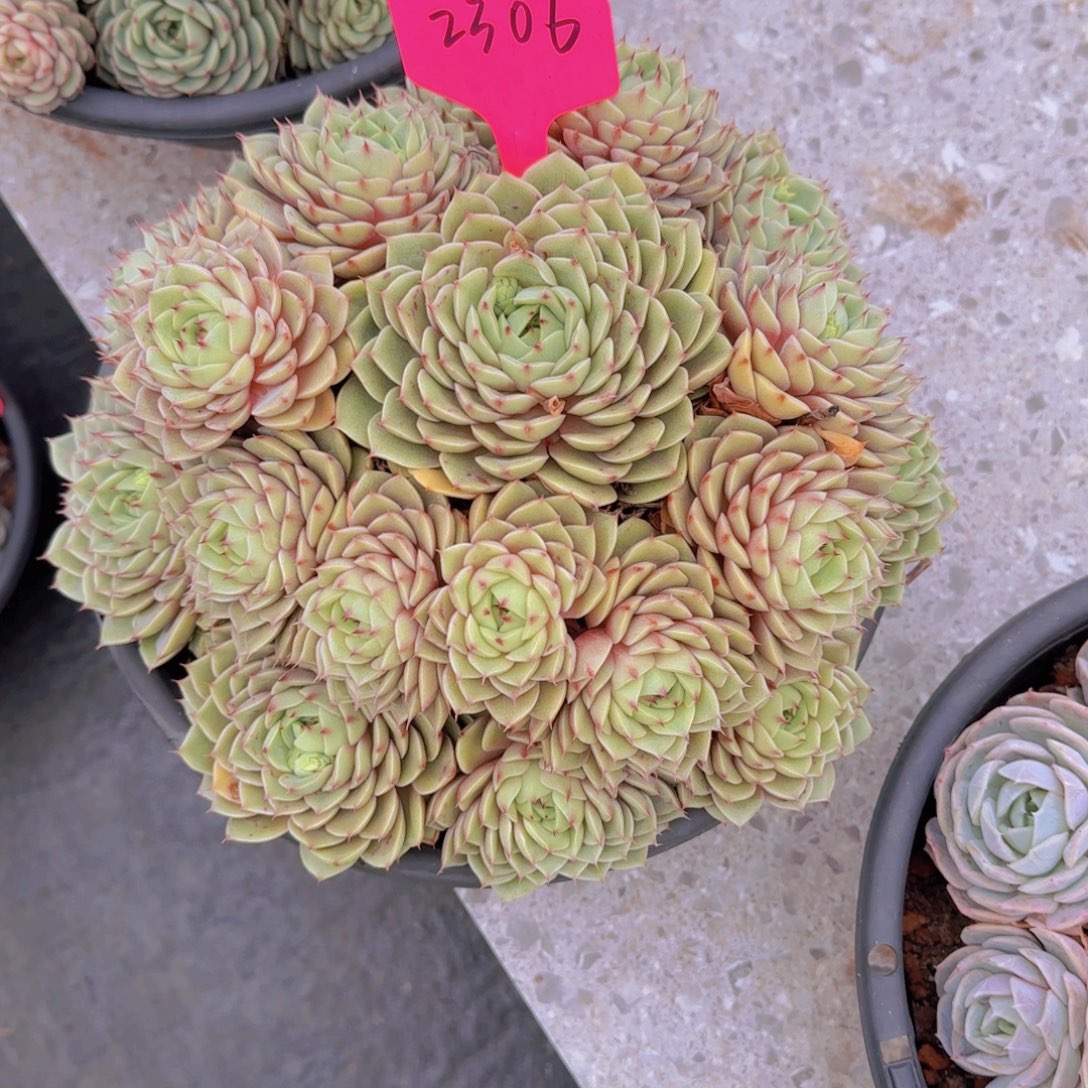 2306本吧多肉植物