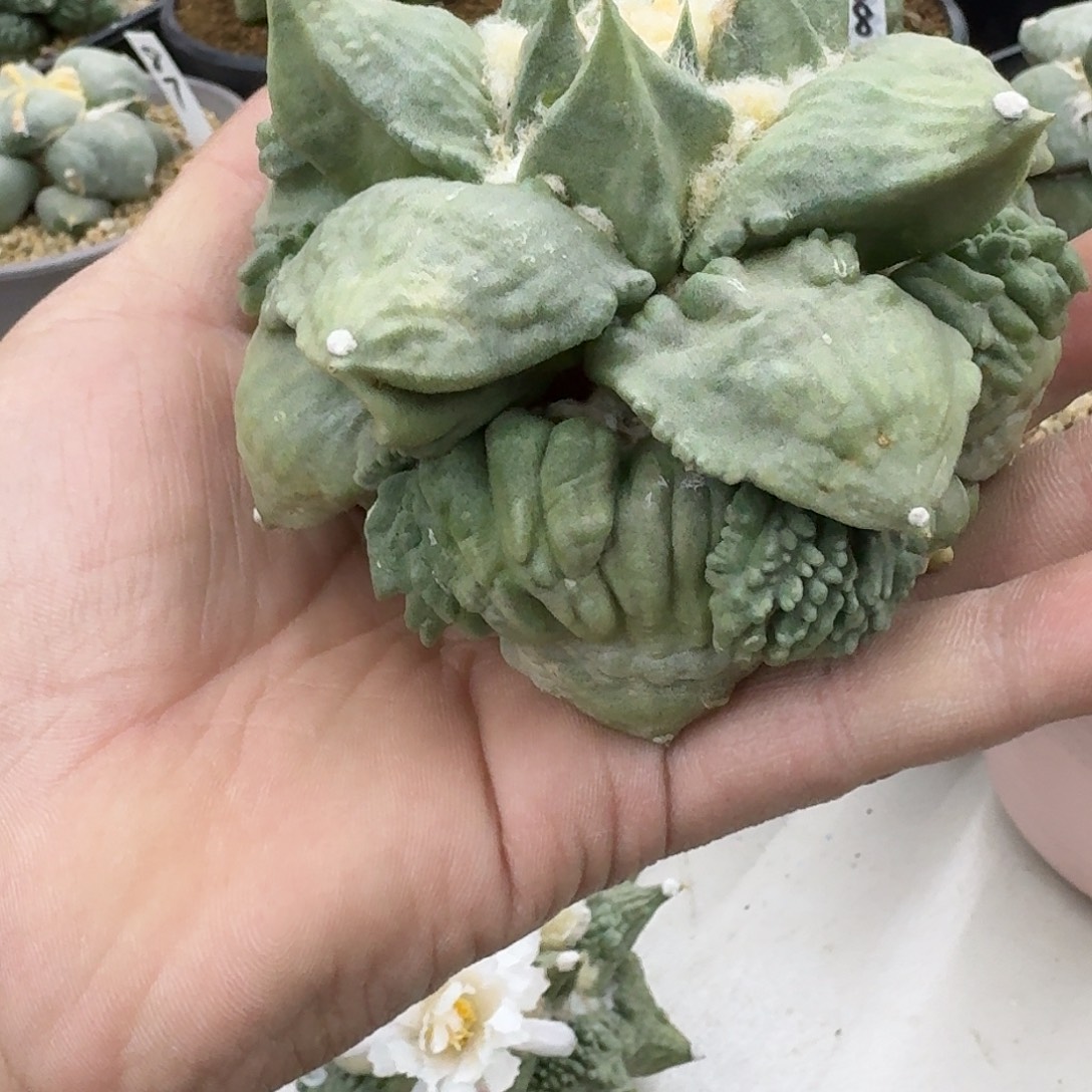 自根怒涛牡丹仙人球