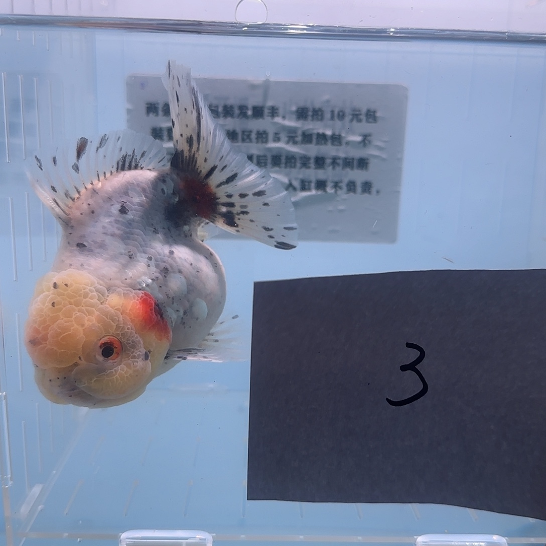 金鱼腾川宠物金鱼1号