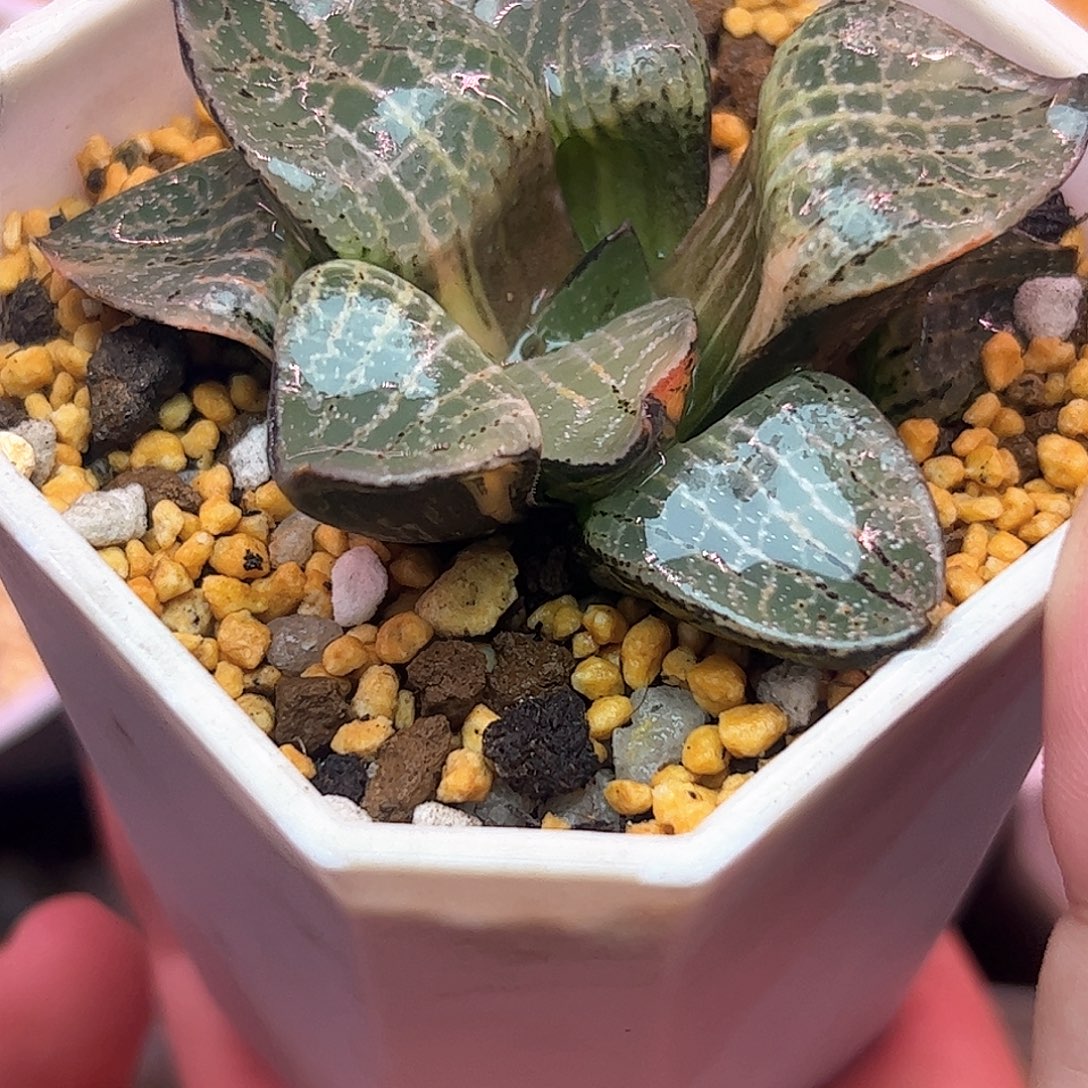 狄原康平锦十二卷