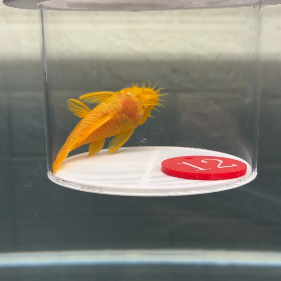 清道夫鱼12号牌8➕胡子公鱼