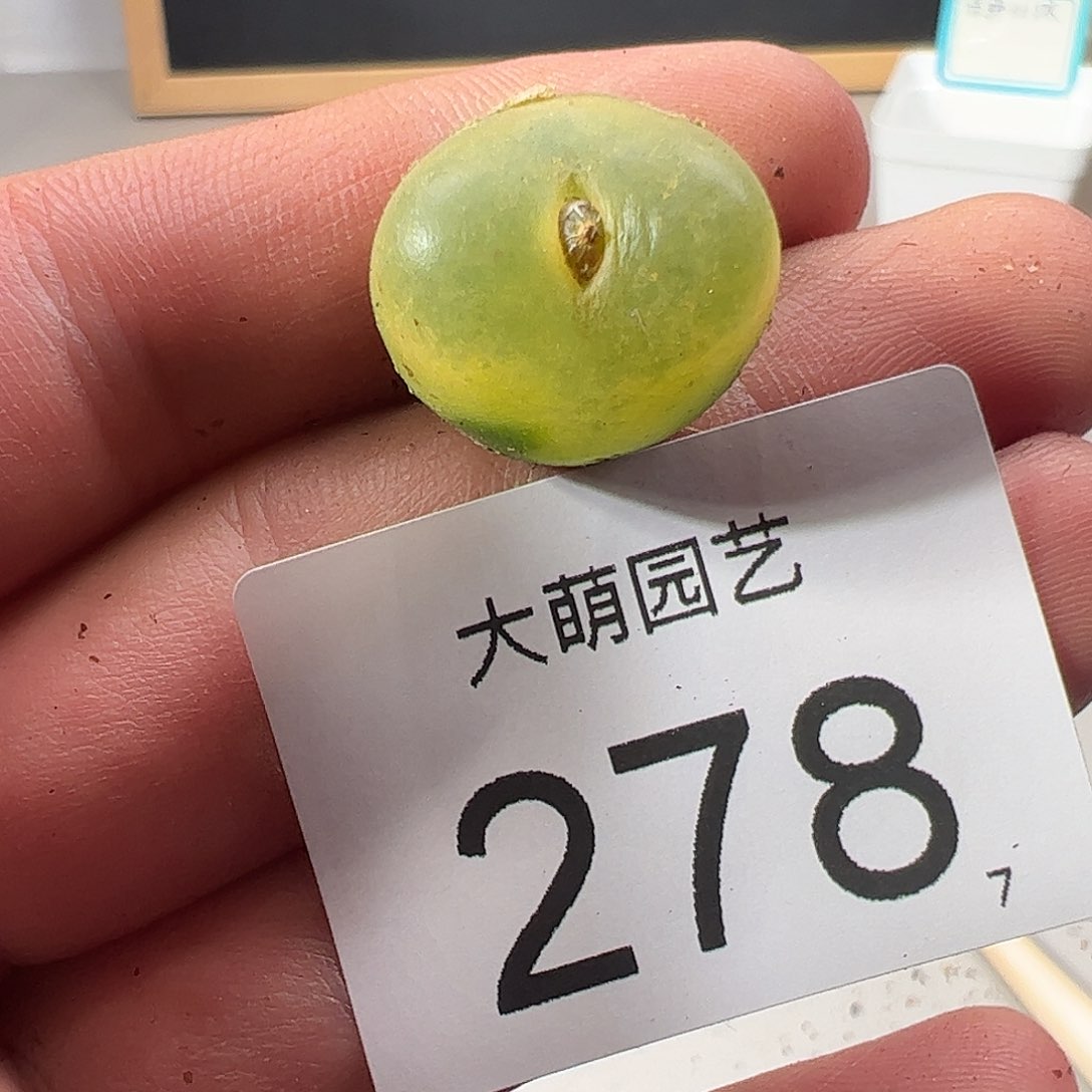 0000278 一物一拍……