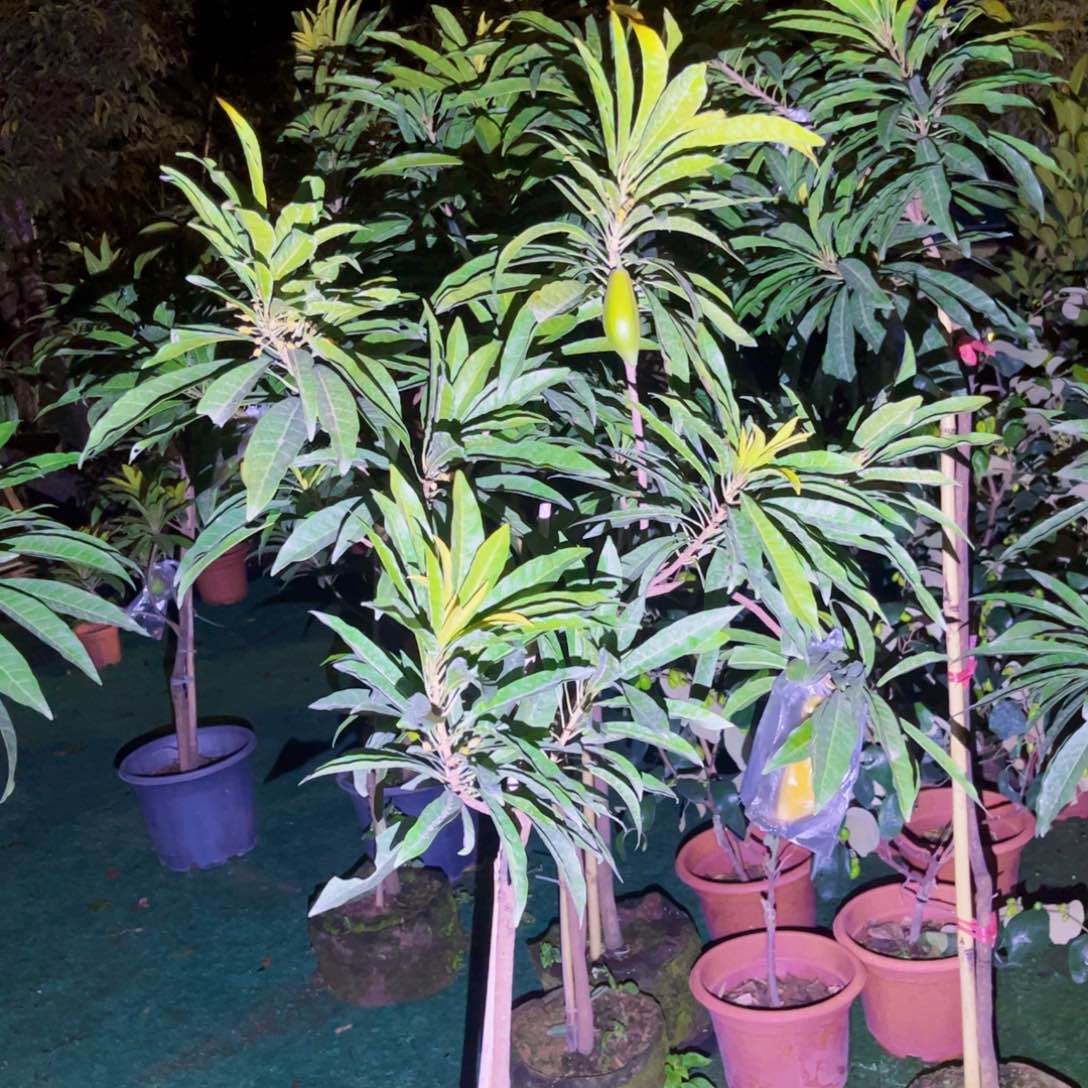 汕***哥果苗，果苗。果苗6666