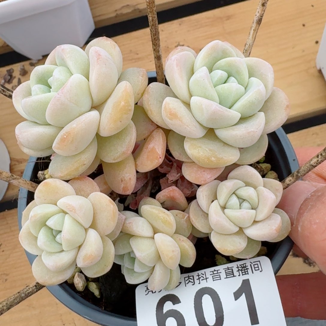 树桩冰玉群生整装无砍