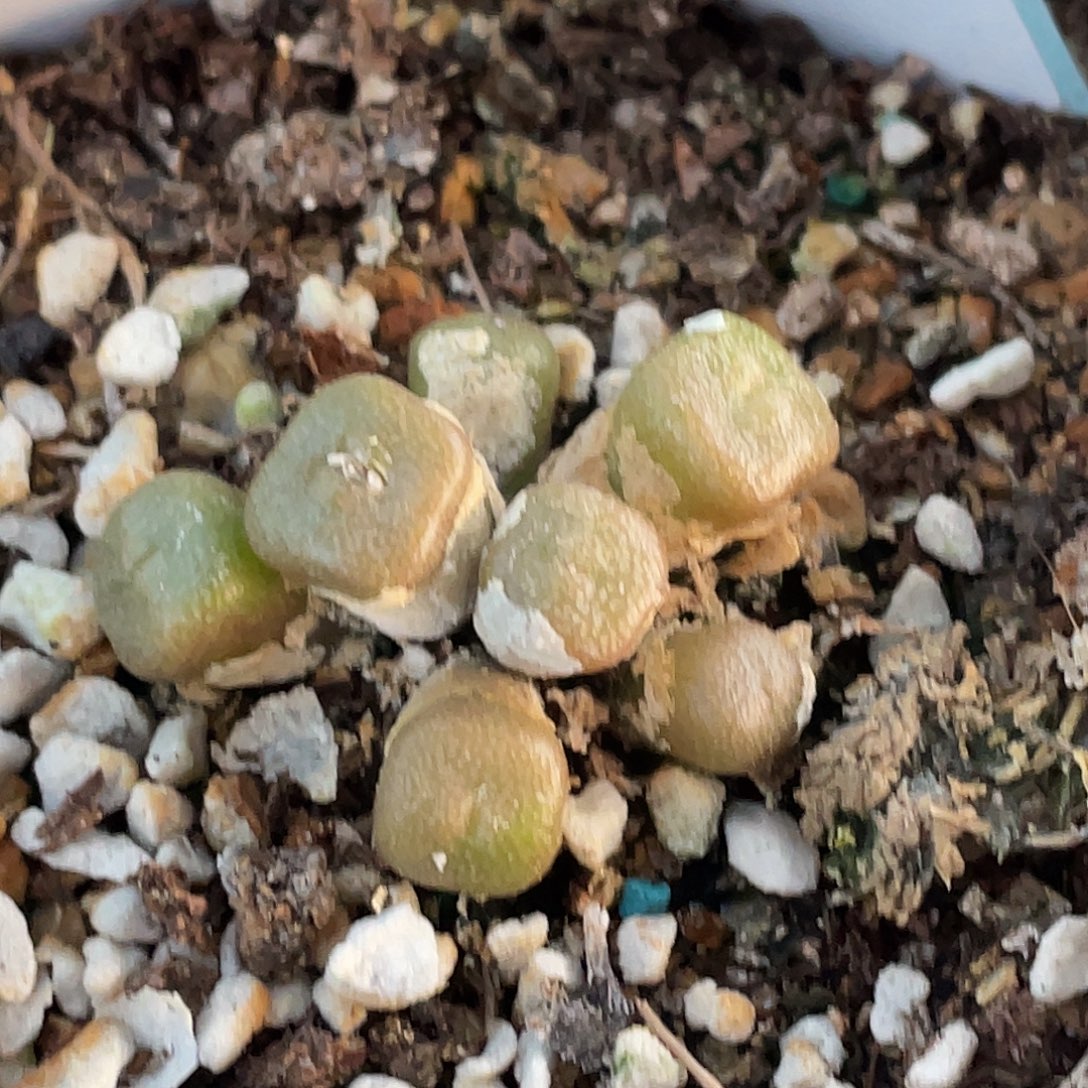 25-144方糖多肉植物