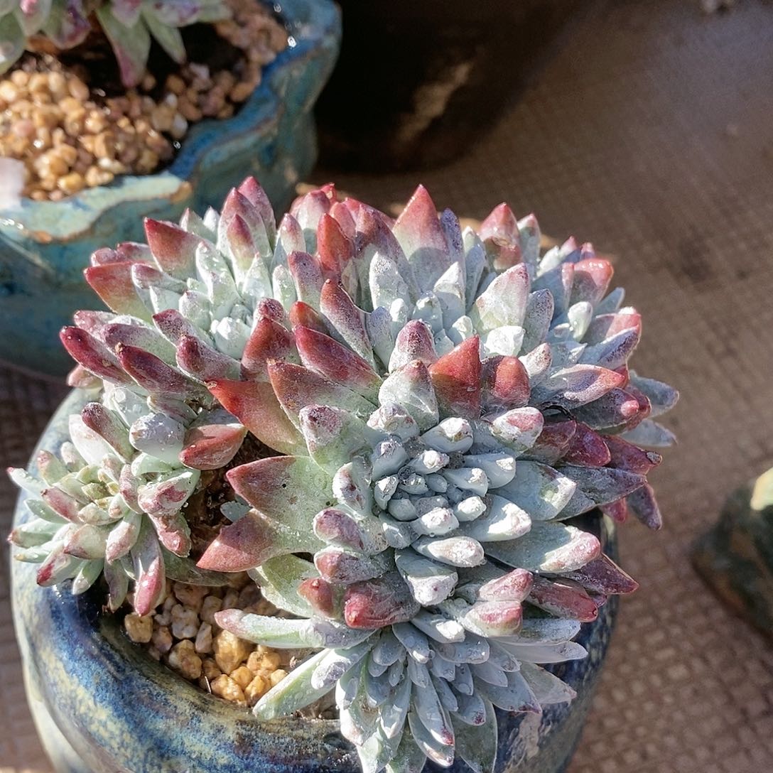 【闪购商品】哈哈哈泡芙白菊多肉2233