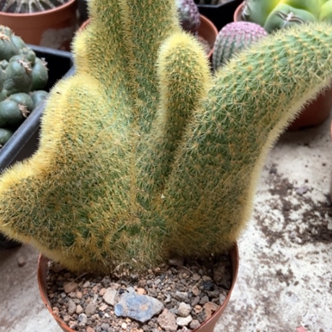 金丝猴缀择期18米仙人球