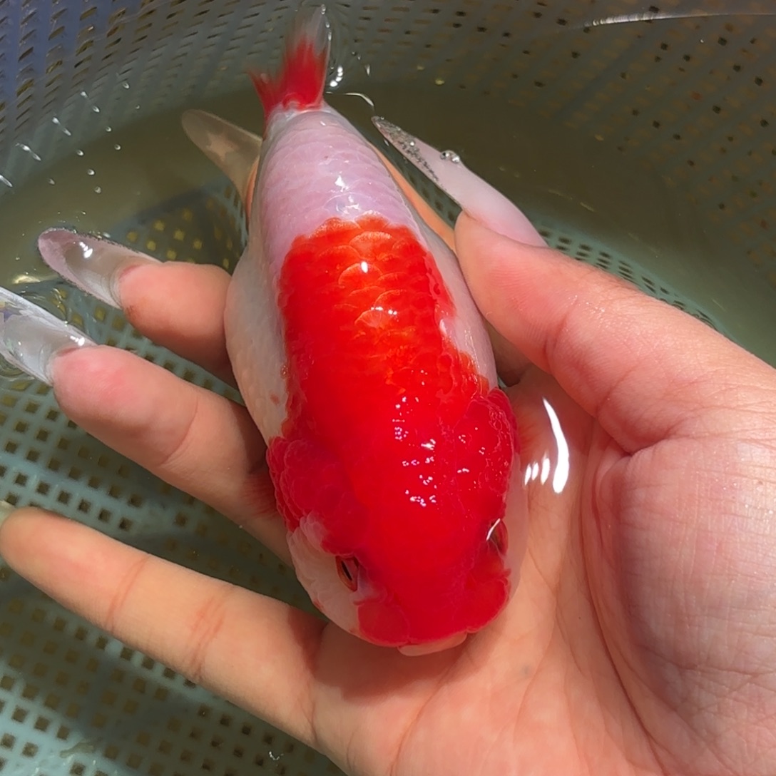 S***l金鱼拍包装包邮，不拍包装运费到付