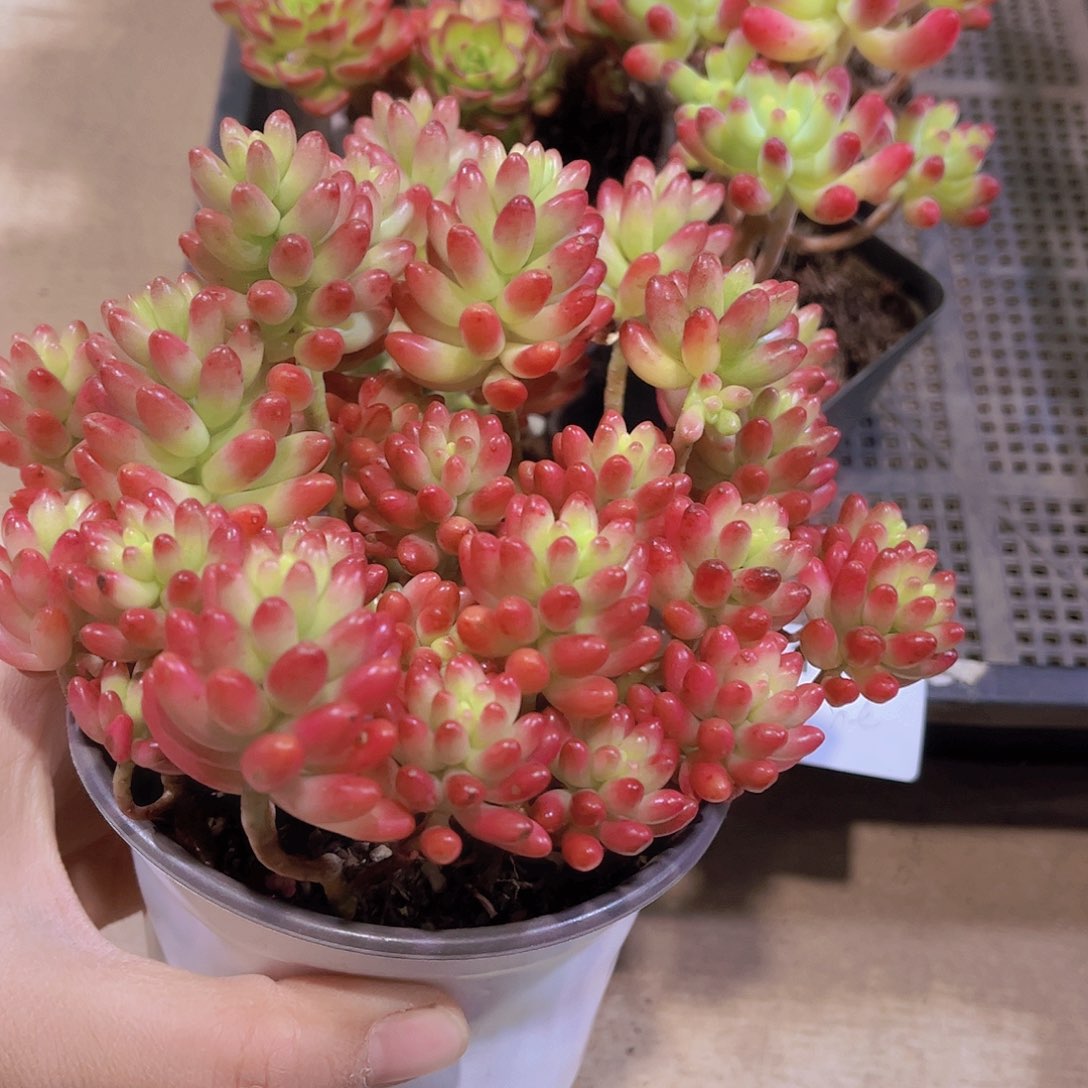 自**想红枝玉多肉植物