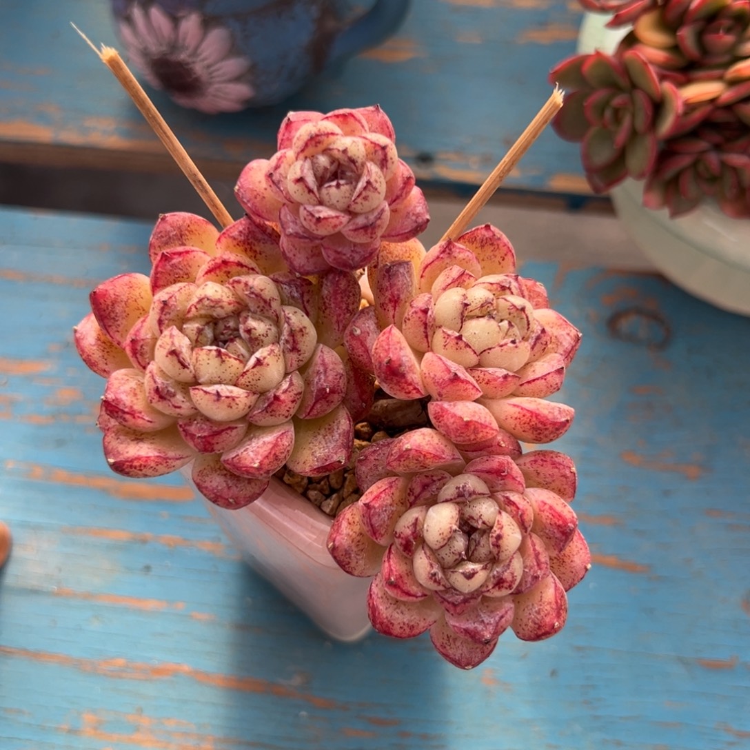 多肉植物一物一拍（66号）