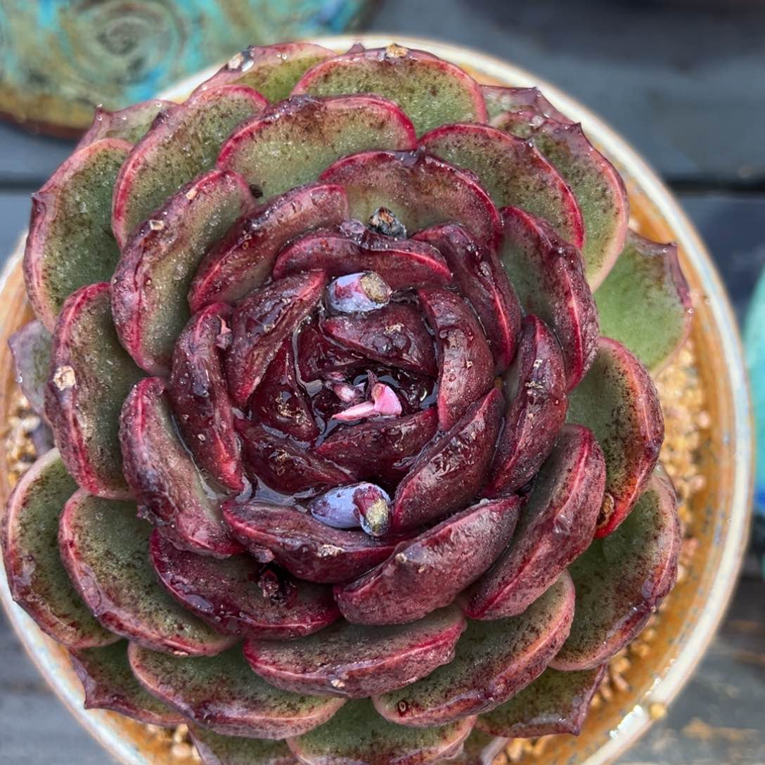 从前慢多肉精选编号0214.205