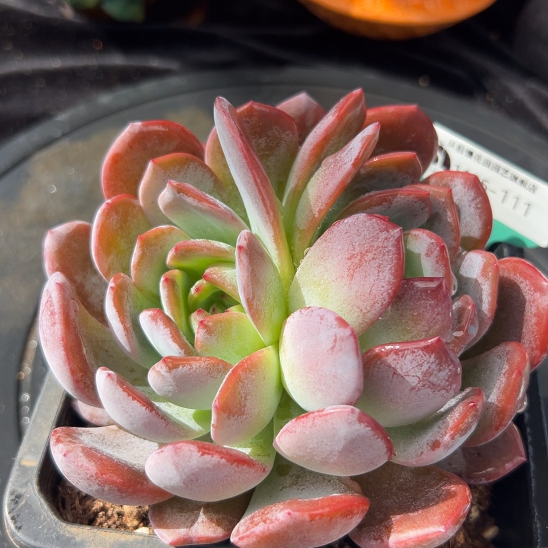 从前慢花园多肉编号1125-111
