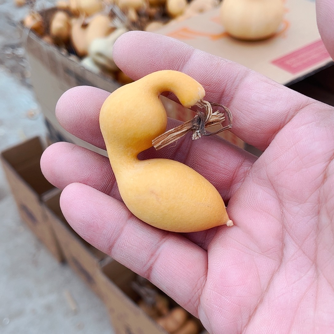 格***格大叶紫檀（黑酸枝木类）