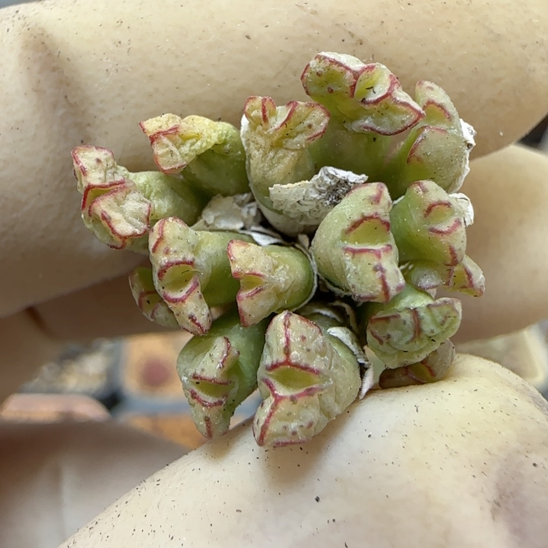 663海伦娜福利福利