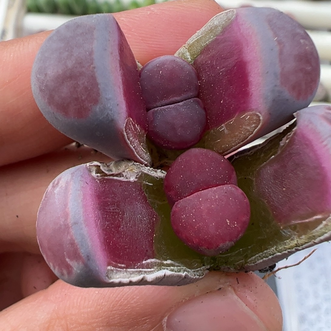 12.31好看的多肉脱土发货066