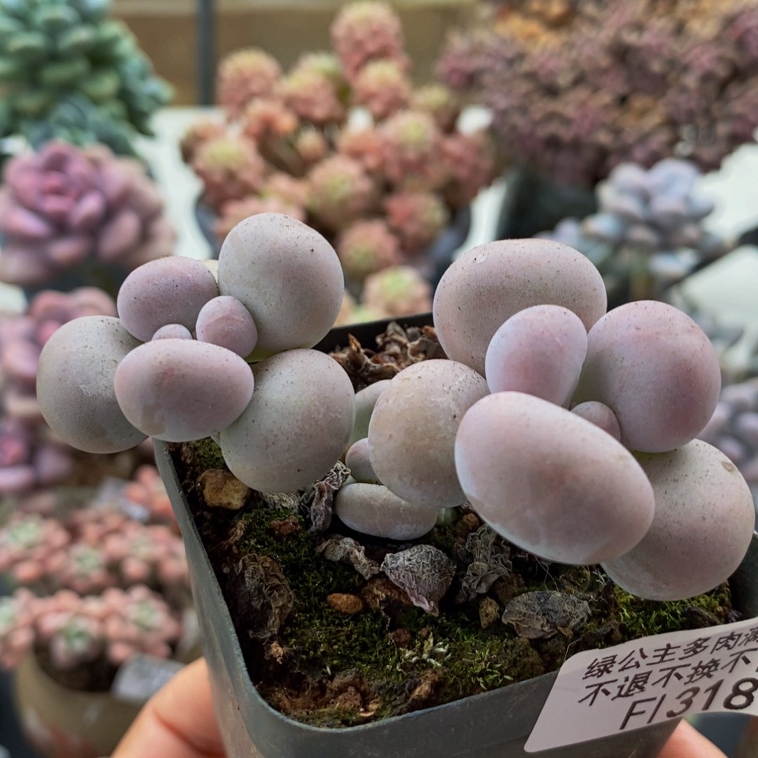 318芭比奶酪6cm多肉